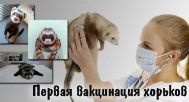 Pravidla a schémata očkování fretek podle věku, ceny a typů očkování